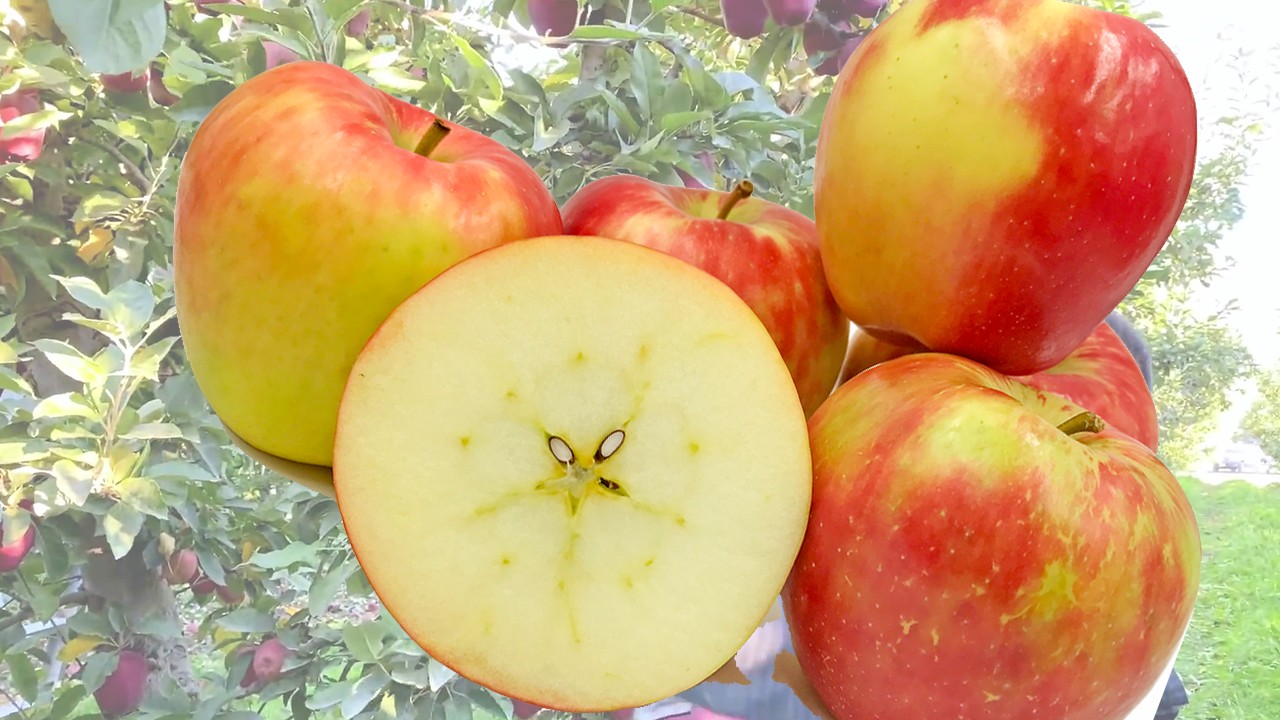 Honey Crunch Apples (Яблоня Хани Кранч) Honey Crunch Apples (Яблоня Хани Кранч)