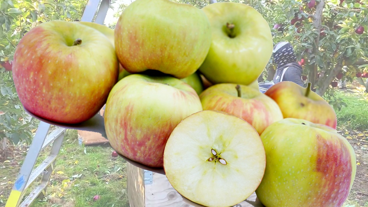 Honeycrisp Apples (Яблоня Ханикрисп) Honeycrisp Apples (Яблоня Ханикрисп)