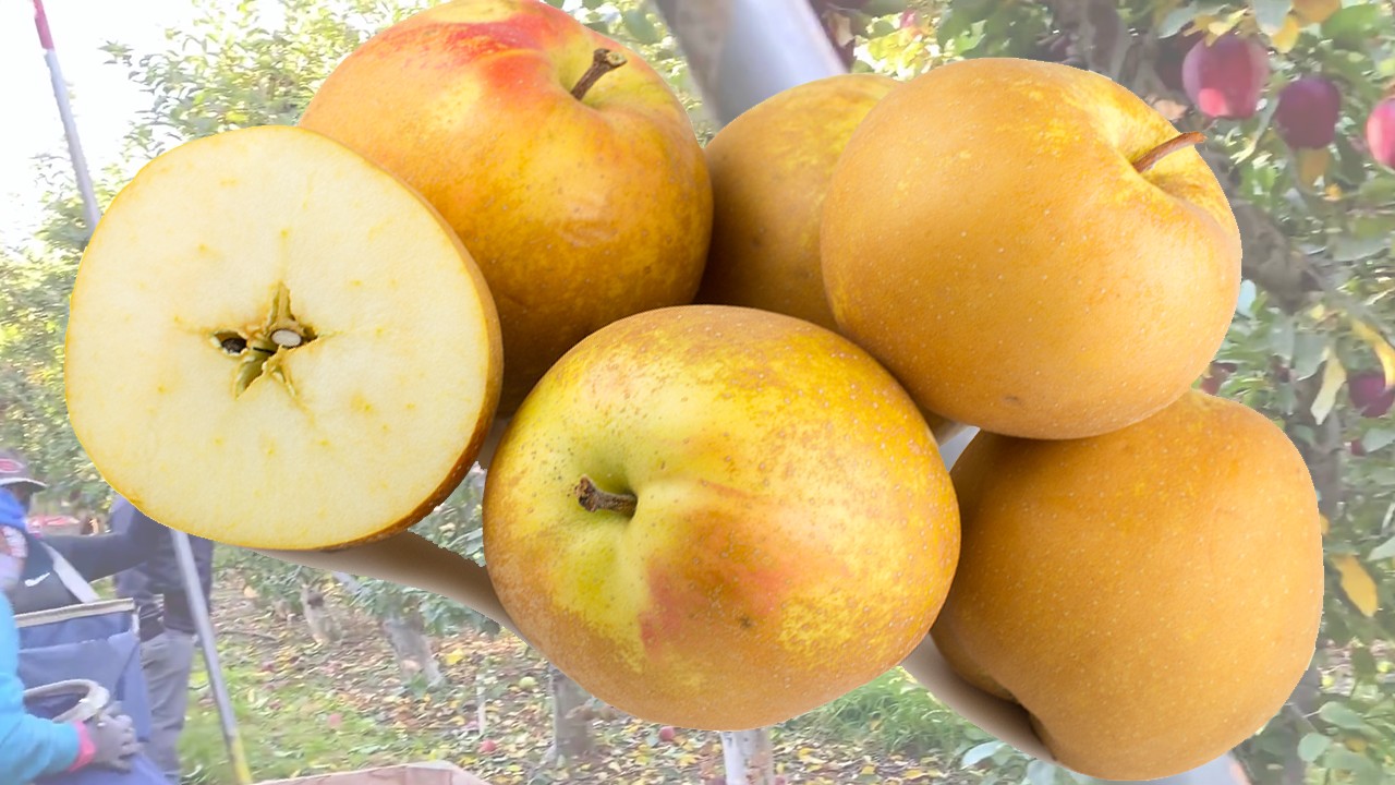 Hubbardston Nonesuch Apples (Яблоня Хаббардстон Нонсач) Hubbardston Nonesuch Apples (Яблоня Хаббардстон Нонсач)