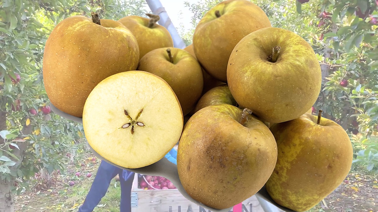 Hudson Golden Gem Apples (Яблоня Гудзон Голден Гем) Hudson Golden Gem Apples (Яблоня Гудзон Голден Гем)