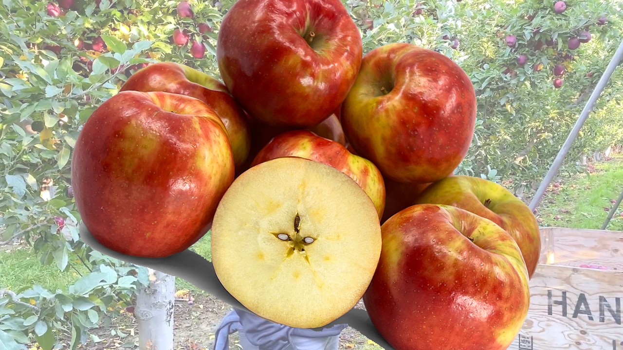 Hunnyz Apples (Яблоня Хунниз) Hunnyz Apples (Яблоня Хунниз)