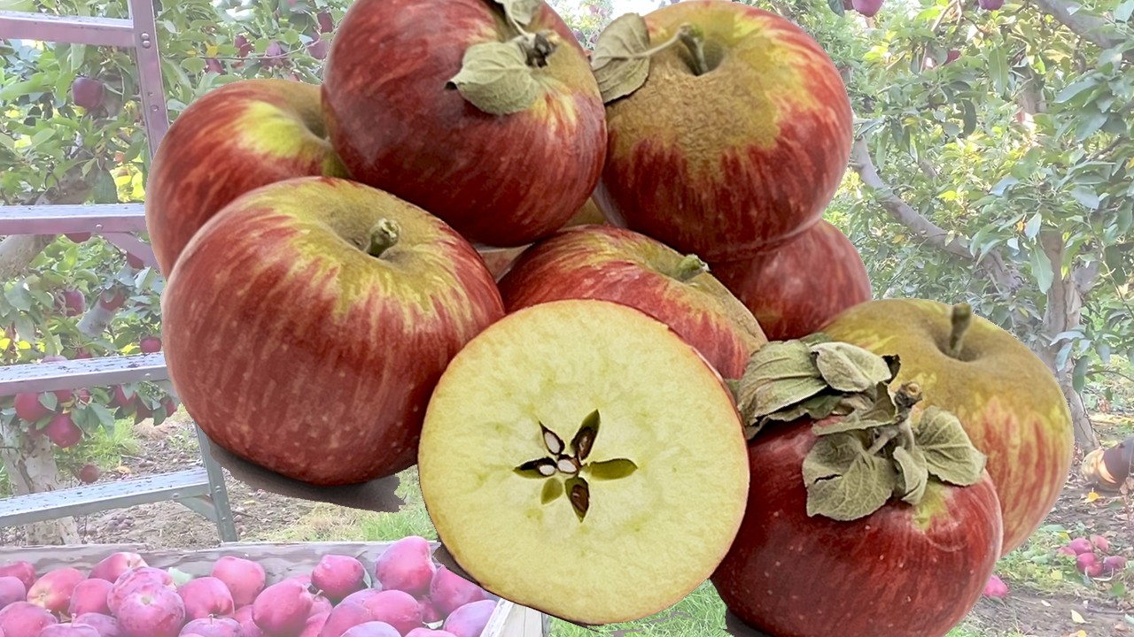 Ile Alatau Aport Apples (Яблоня Иле Алатау Апорт) Ile Alatau Aport Apples (Яблоня Иле Алатау Апорт)