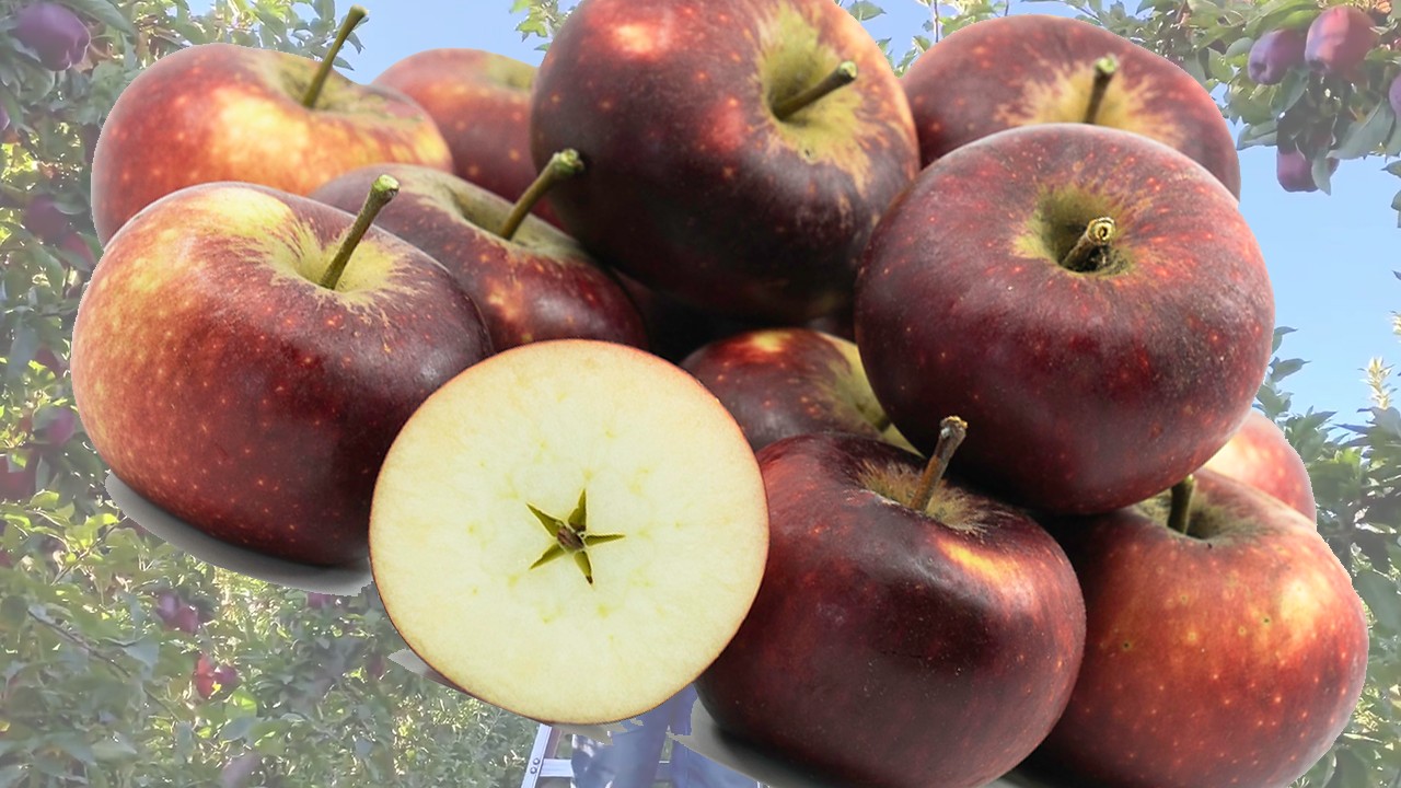 Ingrid Marie Apples (Яблоня Ингрид Мари) Ingrid Marie Apples (Яблоня Ингрид Мари)
