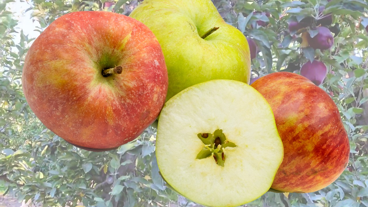 Isaac Newton's Tree Apples (Яблоня Исаак Ньютон Три) Isaac Newton's Tree Apples (Яблоня Исаак Ньютон Три)