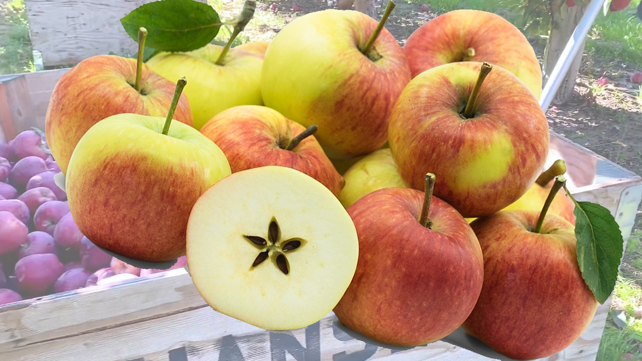 James Grieve Apple (Яблоня Джеймс Грив) James Grieve Apple (Яблоня Джеймс Грив)