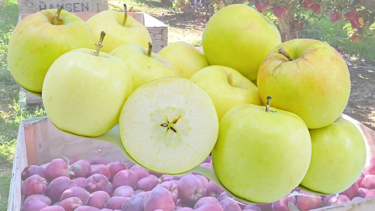 Jonagold Apples (Яблоня Джонаголд) Jonagold Apples (Яблоня Джонаголд)