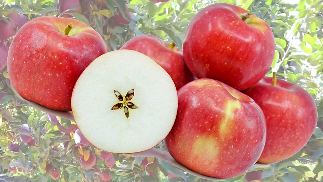 Jonamac Apples (Яблоня Джонамак) Jonamac Apples (Яблоня Джонамак)