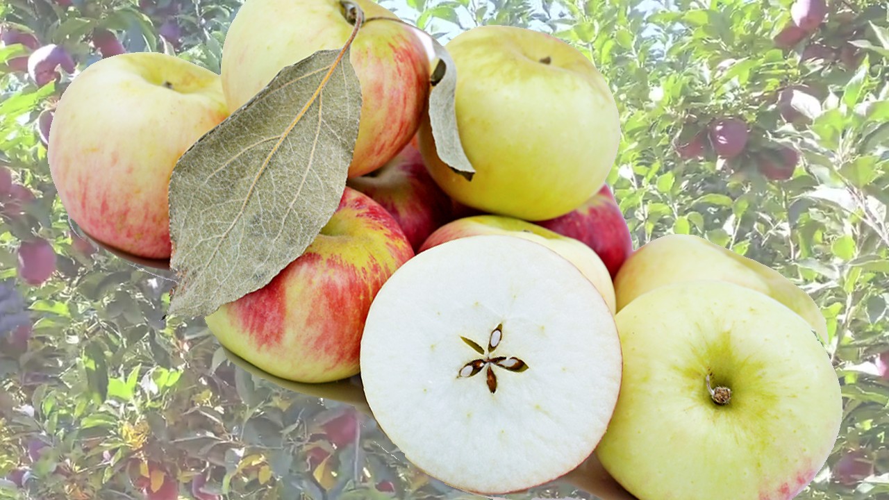 Jonathan Apples (Яблоня Джонатан) Jonathan Apples (Яблоня Джонатан)
