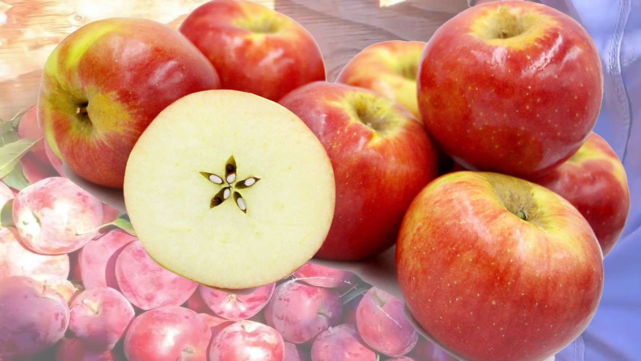Junami Apples (Яблоня Джанами) Junami Apples (Яблоня Джанами)