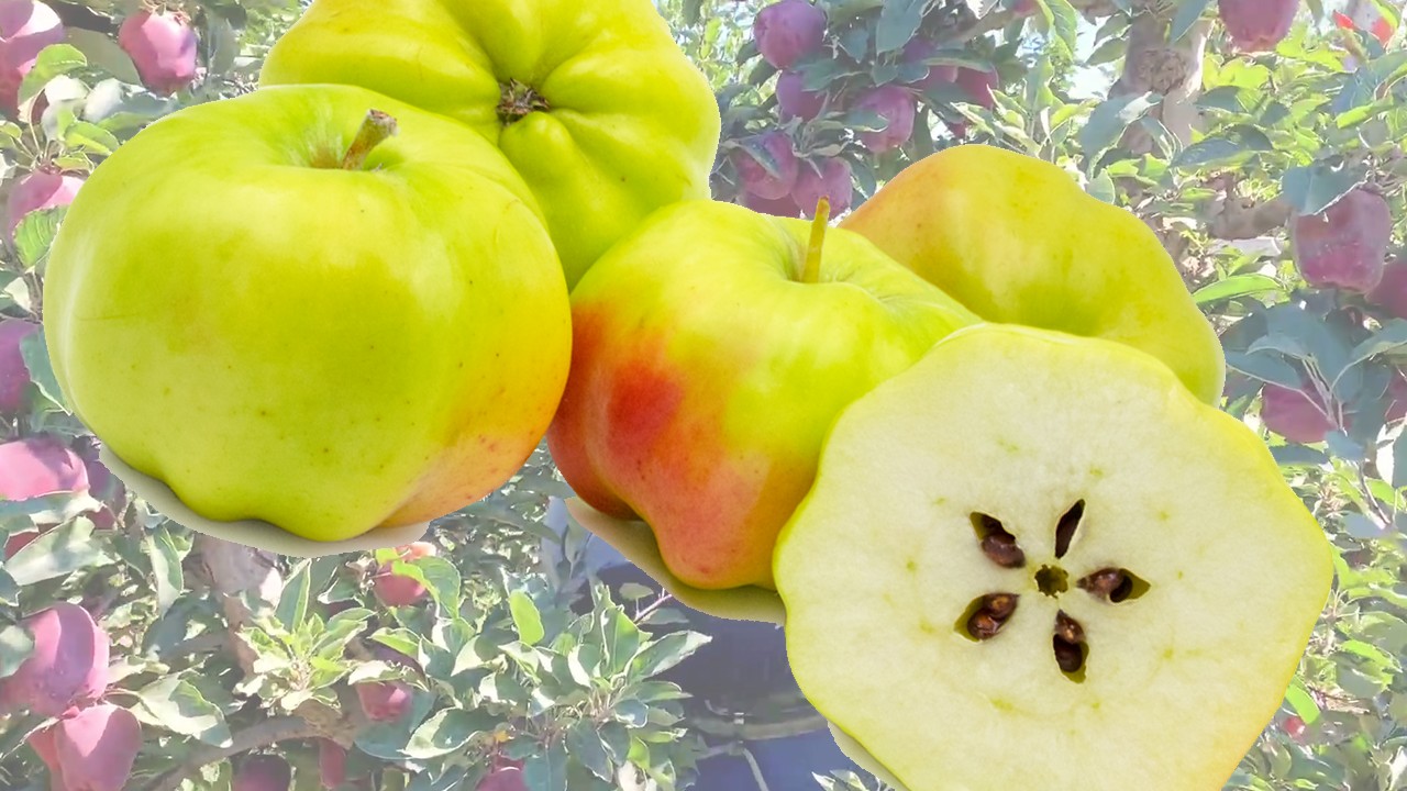 Kaiser Franz Joseph Apples (Яблоня Кайзер Франц Жозеф)