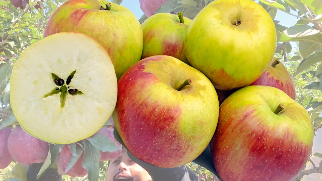 Kaiser Wilhelm Apples (Яблоня Кайзер Вильгельм)