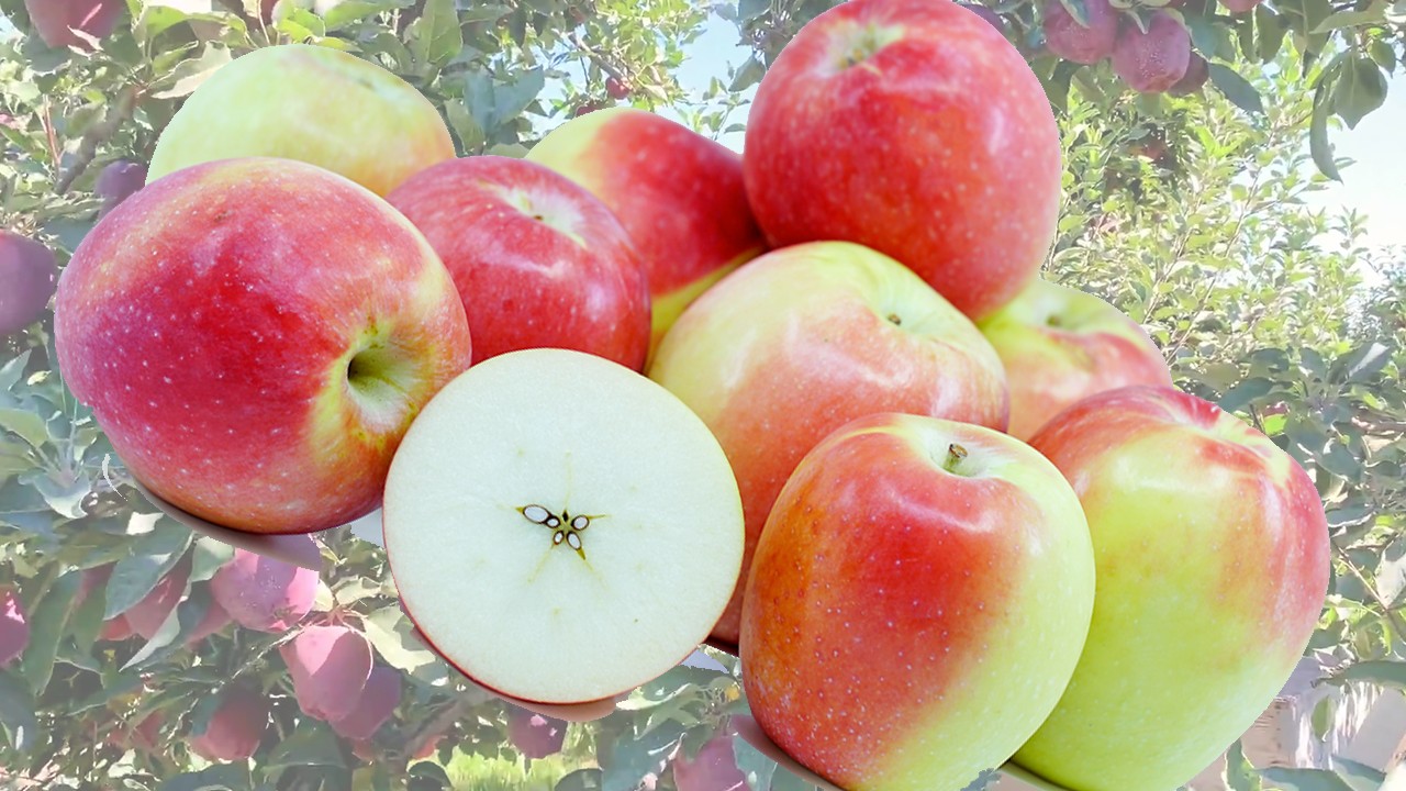 Kandil Sinap Apples (Яблоня Кандиль Синап)