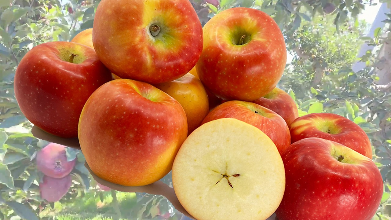 Kanzi Apples (Яблоня Канзи)