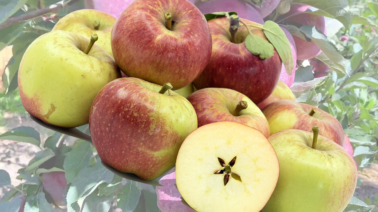 Kidd's Orange Red Apples (Яблоня Кидс Оренж Ред)