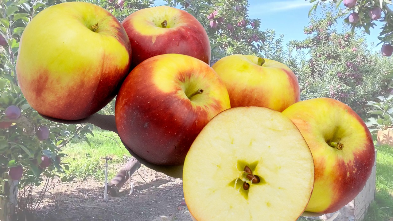 King David Apples (Яблоня Кинг Девид)