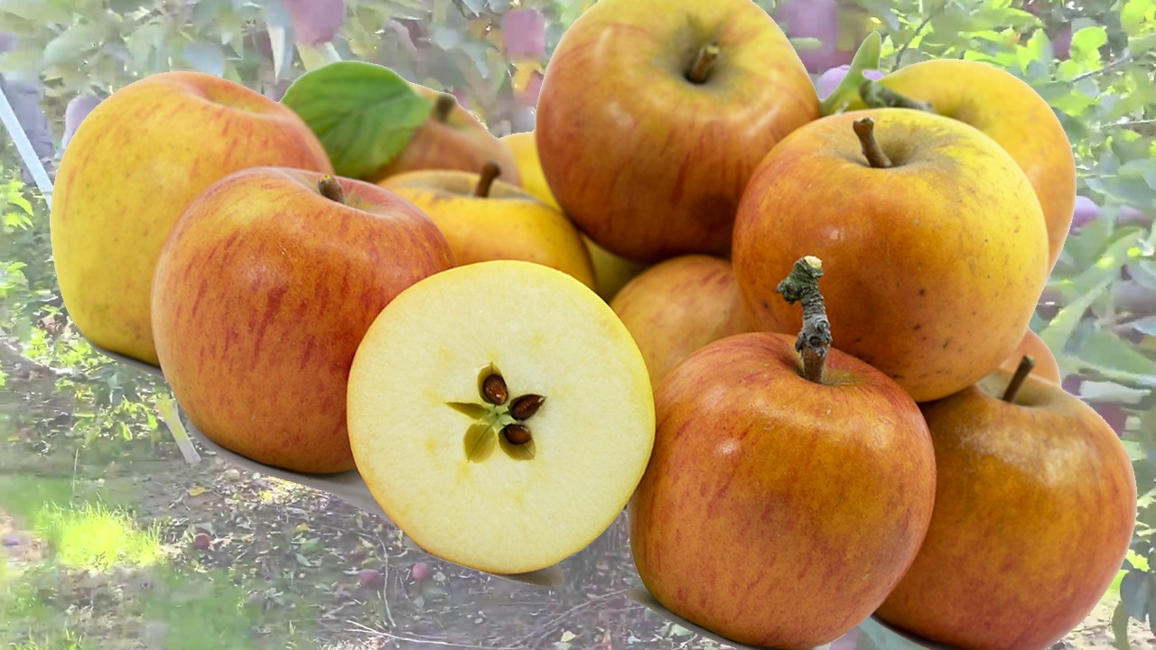 King of the Pippins (Яблоня Кинг оф зэ Пиппинс)