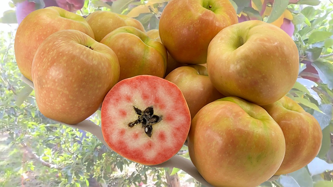 Kissabel Jaune Apples (Яблоня Кисабель Жон)