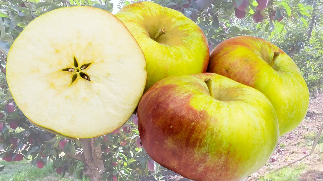 Kolacara Apples (Яблоня Колакара)