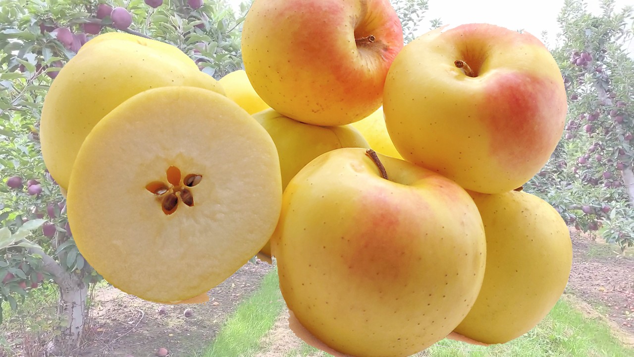 Korey Apples (Яблоня Корей)
