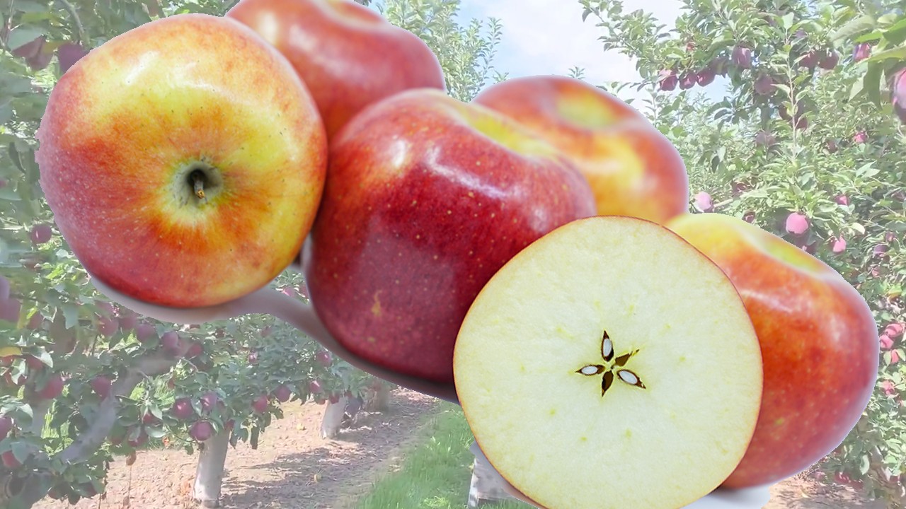 Koru Apples (Яблоня Кору)