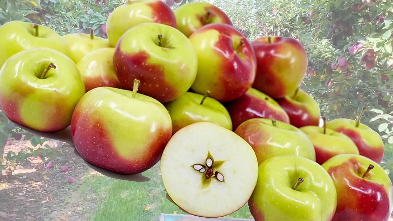 Lady Apples (Яблоня Леди)