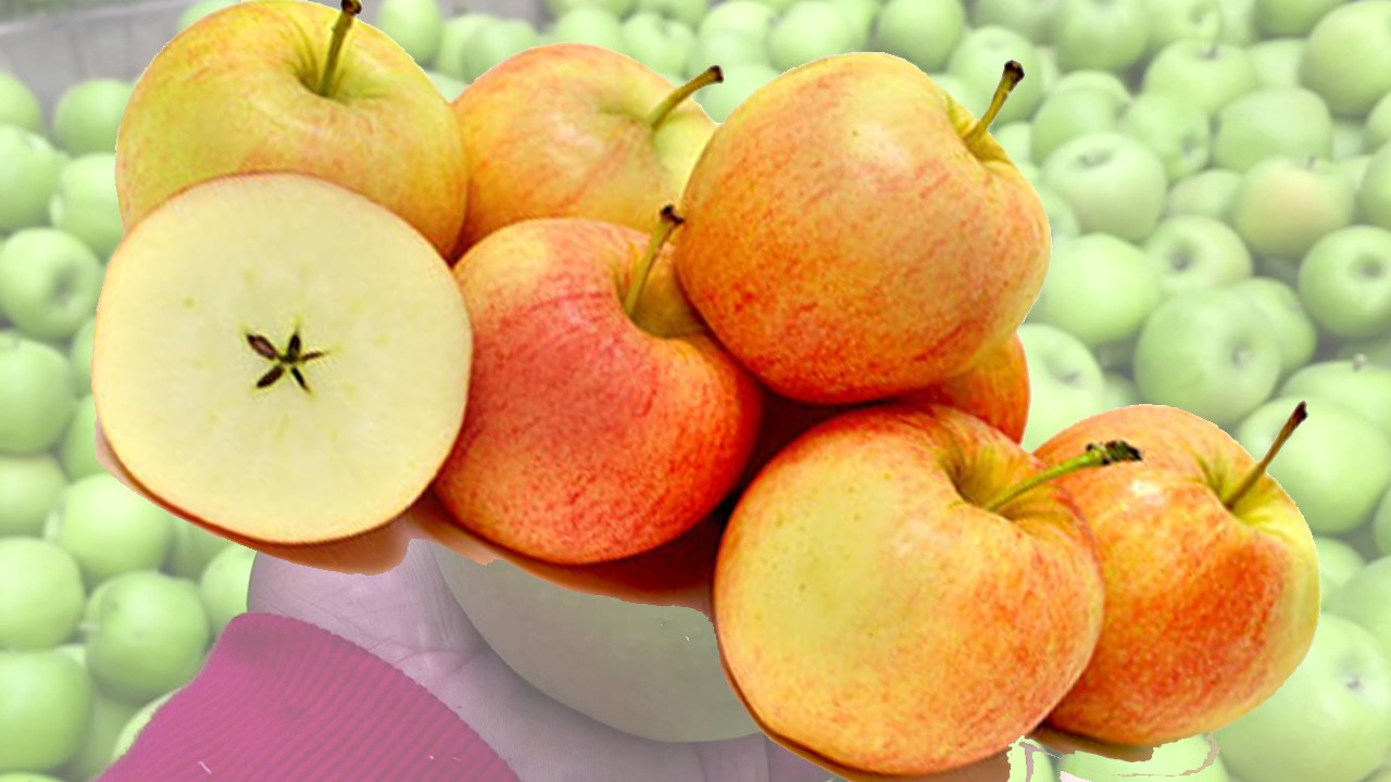 Lady Gala Apples (Яблоня Леди Гала)
