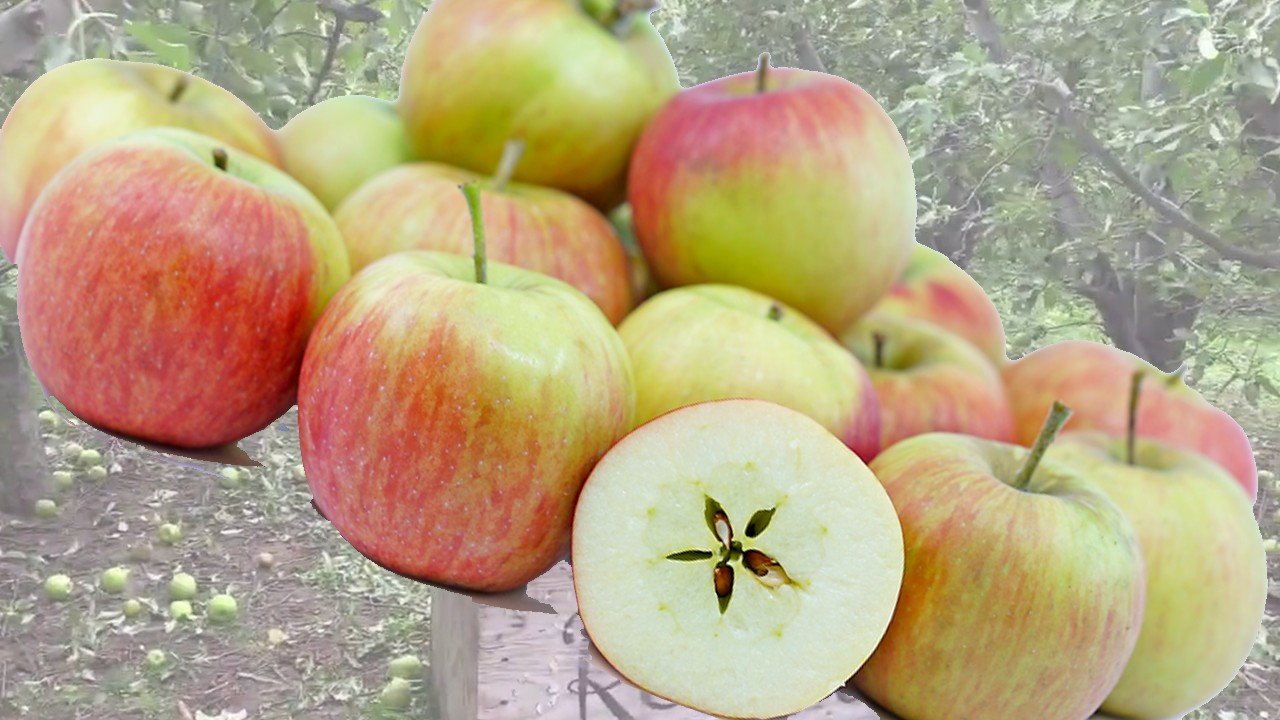 Lady Williams Apples (Яблоня Леди Вильямс)