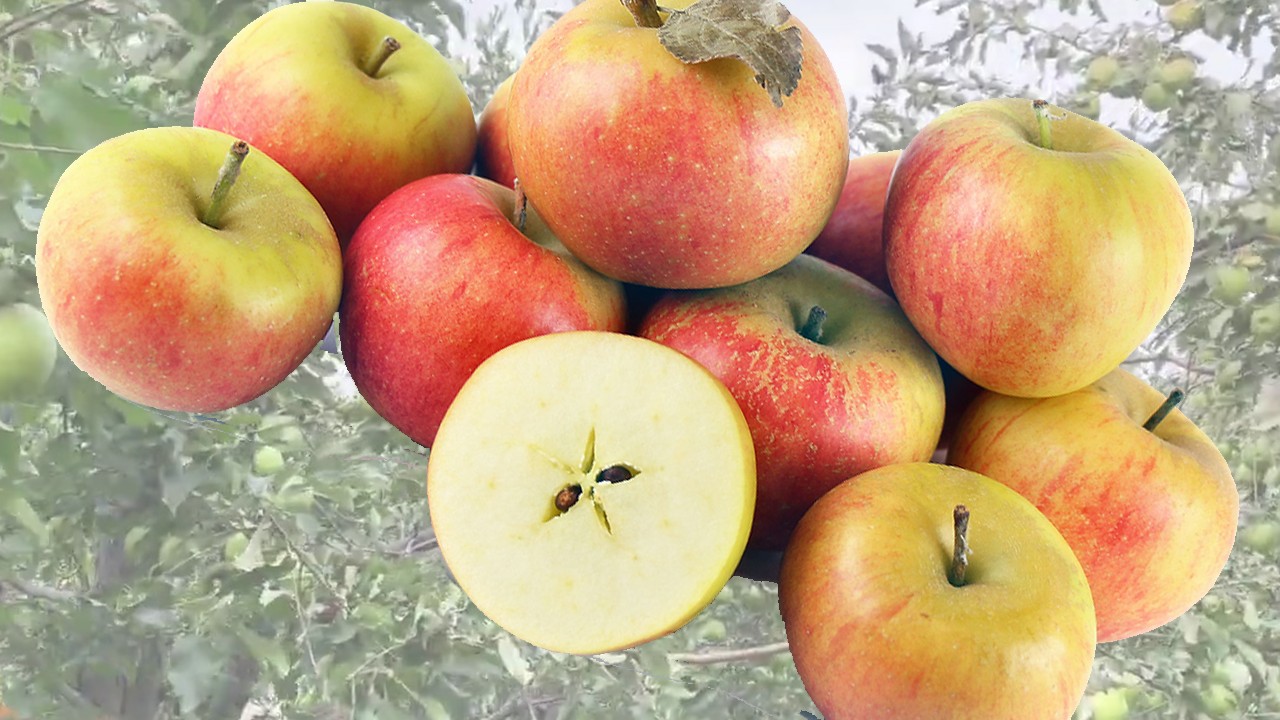 Lamb Abbey Apples (Яблоня Ламб Аббей)