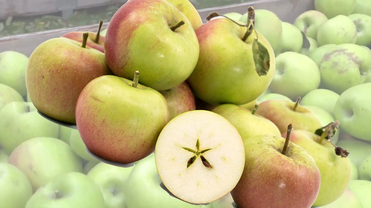 Laxton's Superb Apple (Яблоня Лакстонс Суперб)