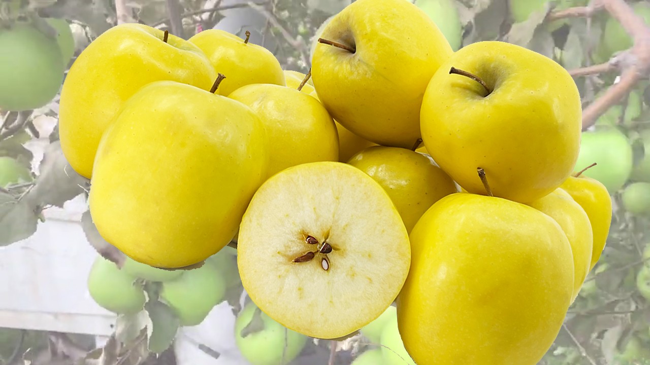 Lemonade Apples (Яблоня Лемонад)