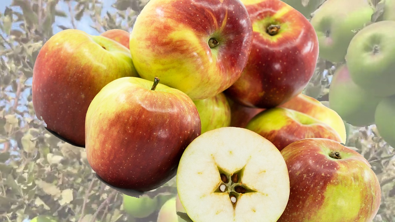 Liberty Apples (Яблоня Либерти)