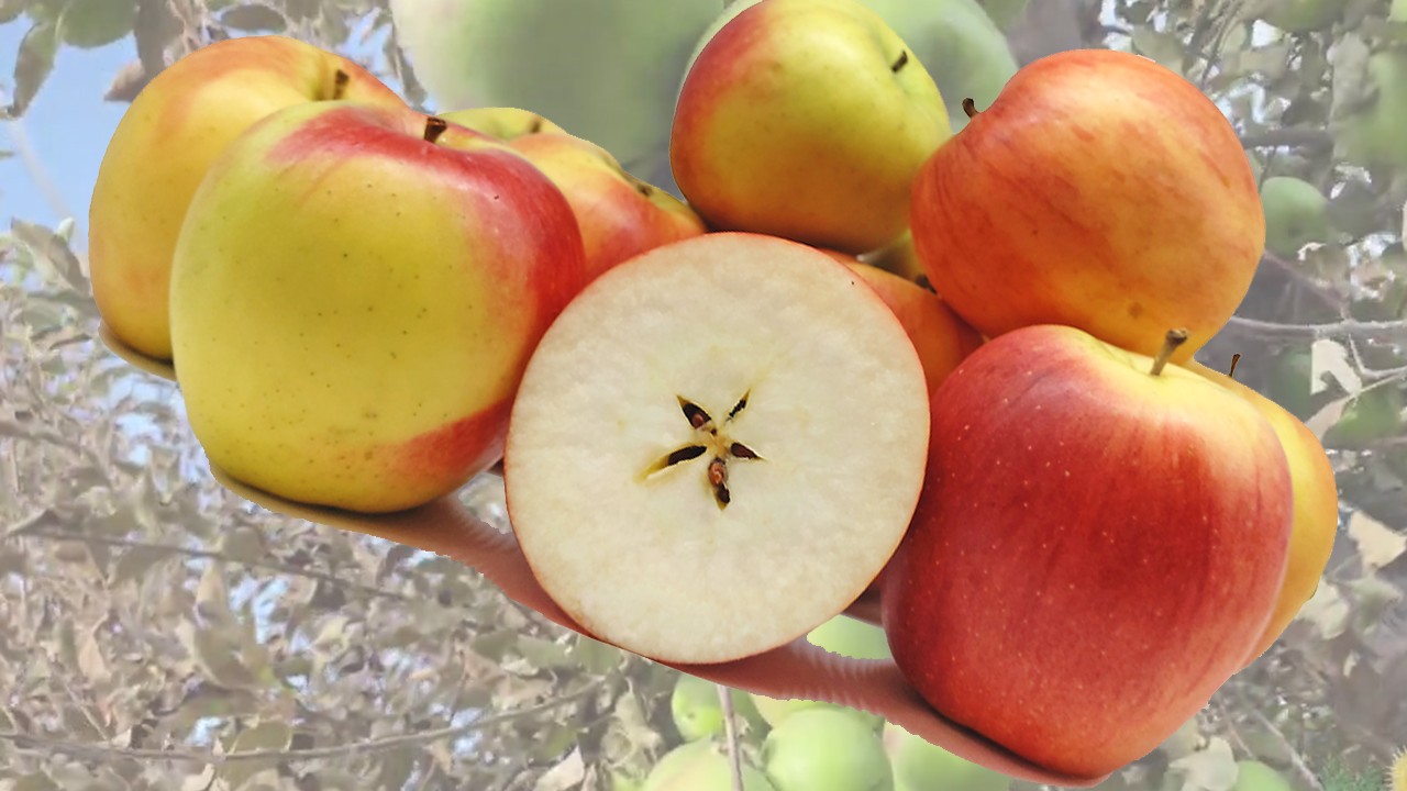 Ligol Apples (Яблоня Лигол)