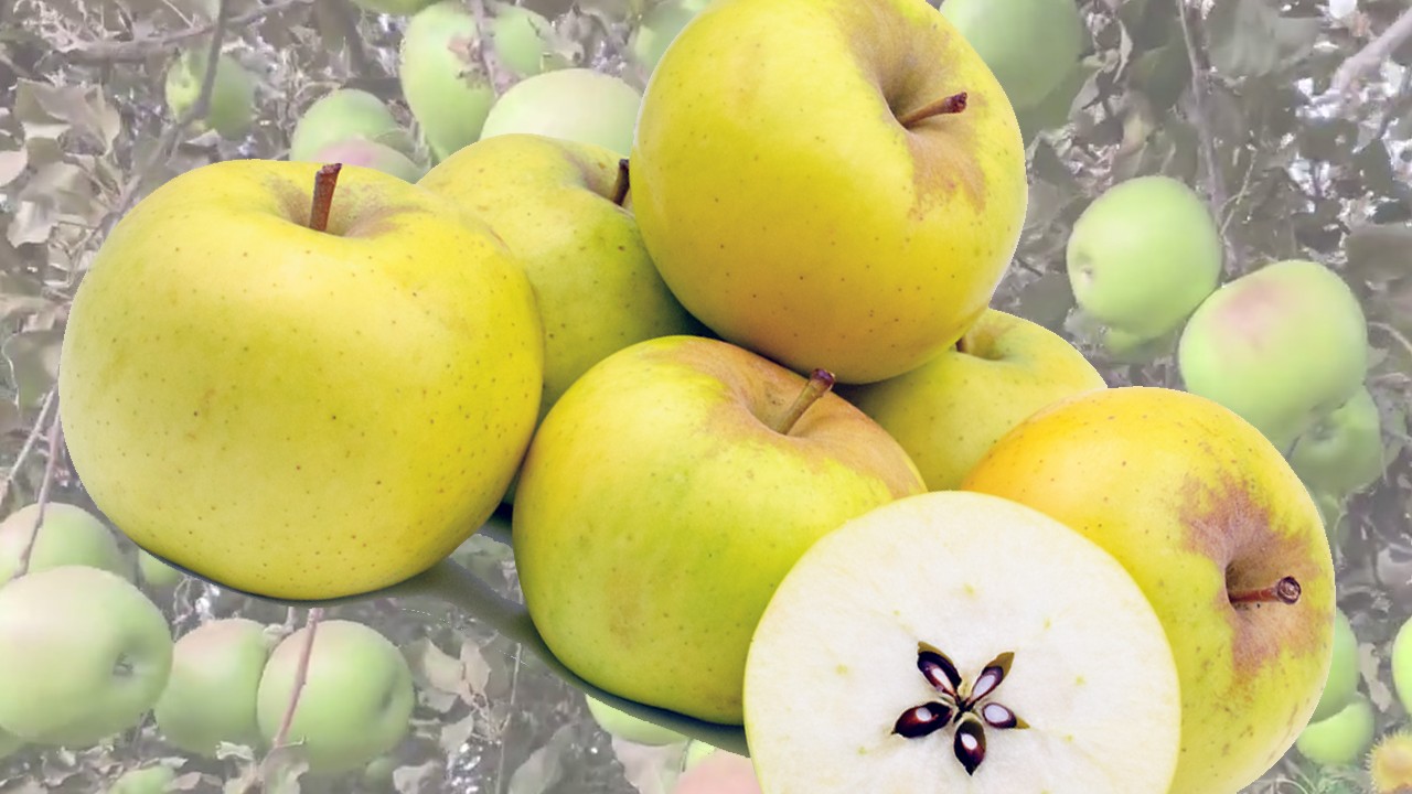 Limelight Apples (Яблоня Лаймлайт)