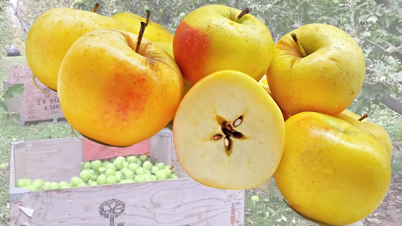 Limonka Apples (Яблоня Лимонка)