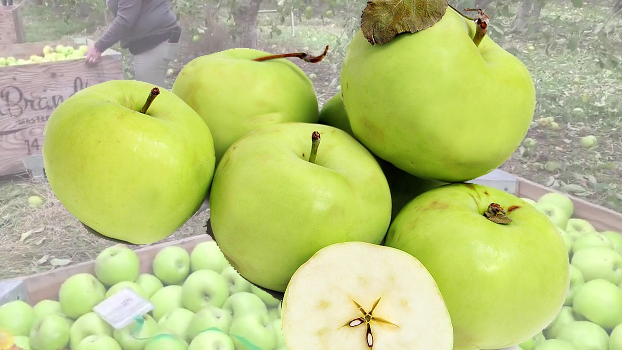 Lodi Apples (Яблоня Лоди)