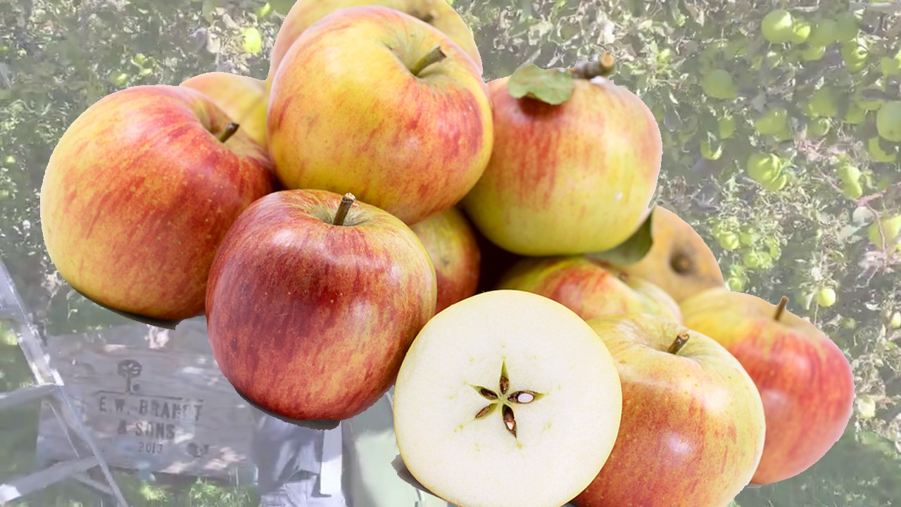 Lord Lambourne Apples (Яблоня Лорд Лэмборн)