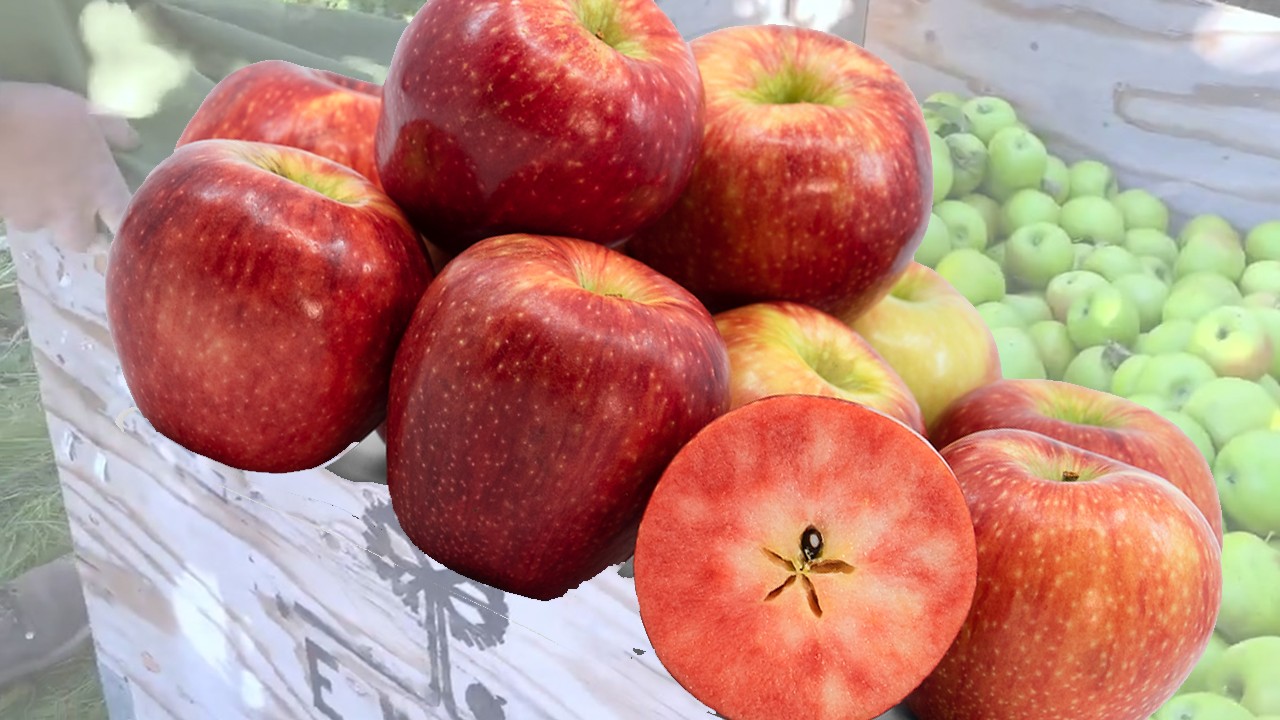 Lucy Rose Apples (Яблоня Люси Роуз)