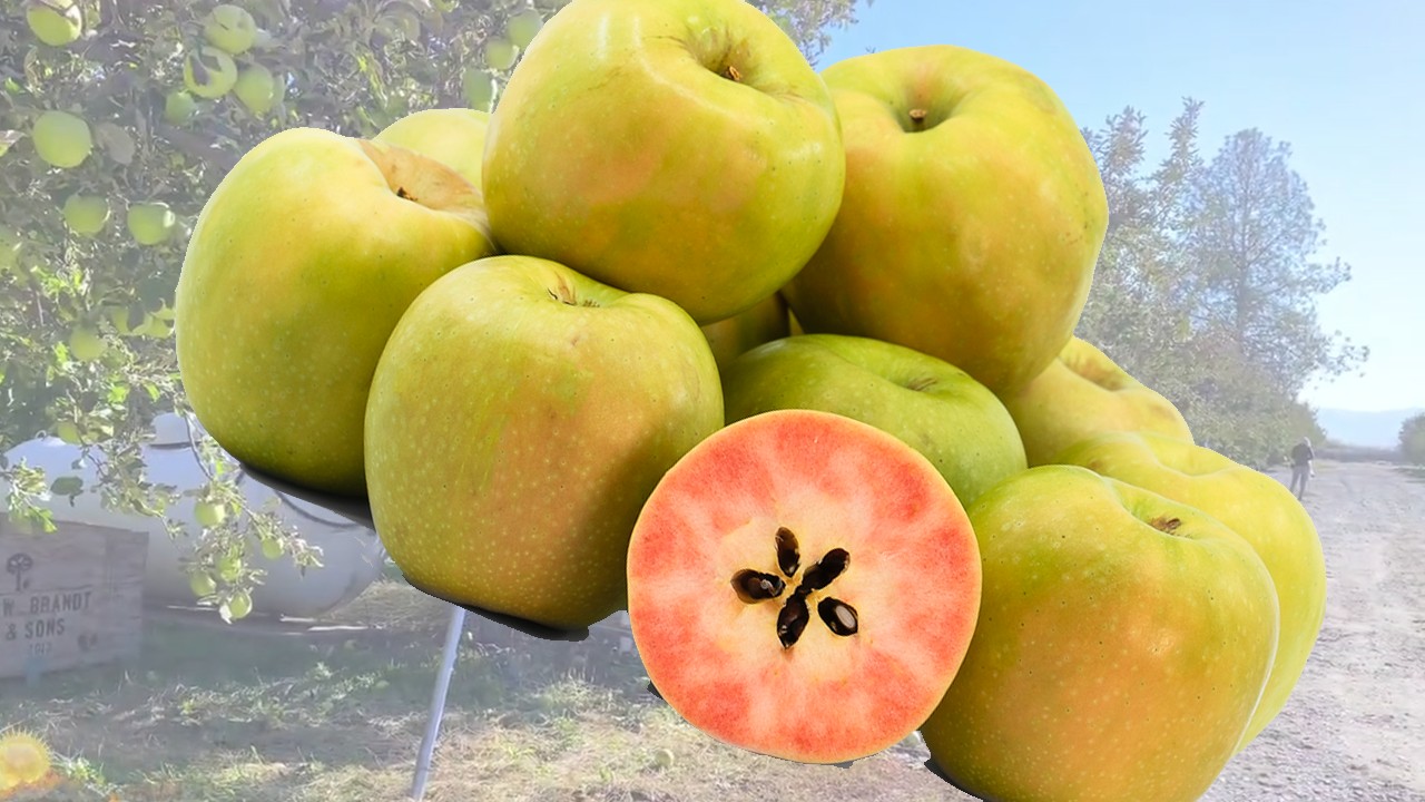 Lucy Glo Apples (Яблоня Люси Гло)