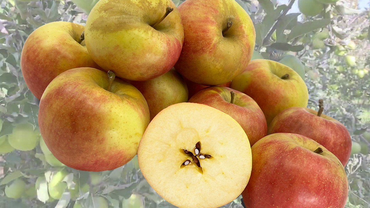 Ludacrisp Apples (Яблоня Людакрисп)