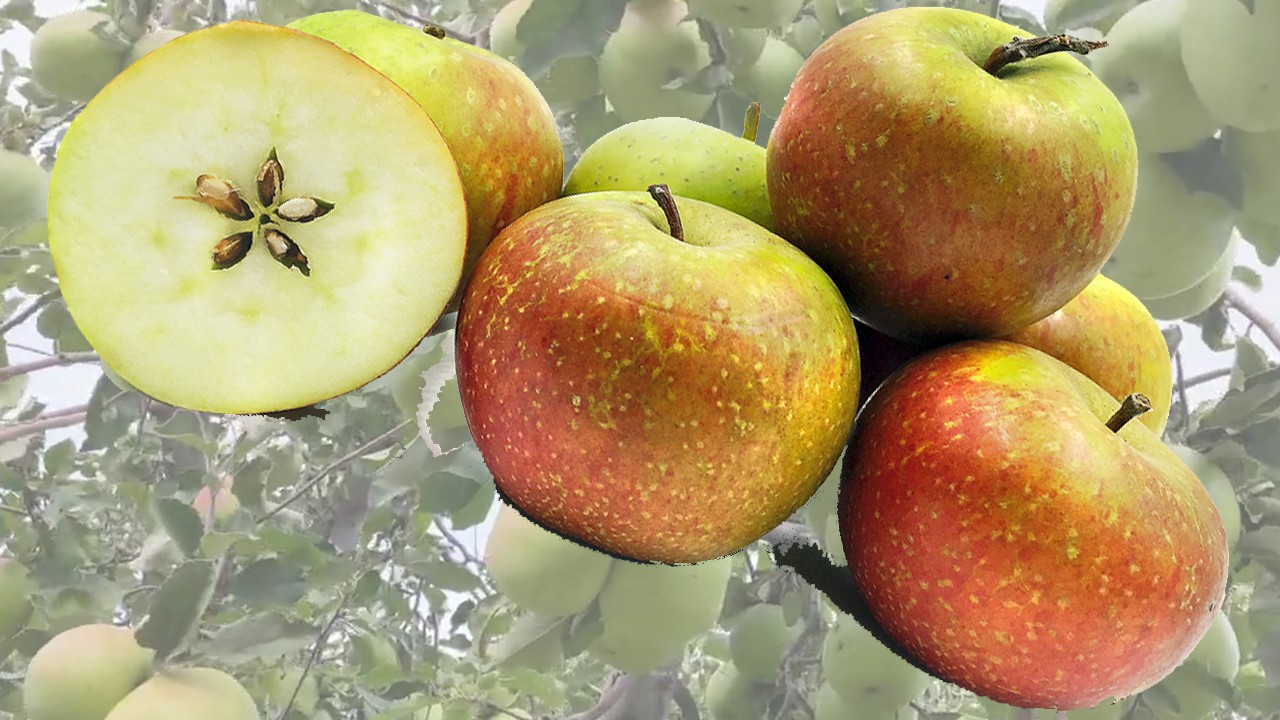 Mabbott's Pearmain Apples (Яблоня Маббот Пиармейн) Mabbott's Pearmain Apples (Яблоня Маббот Пиармейн)