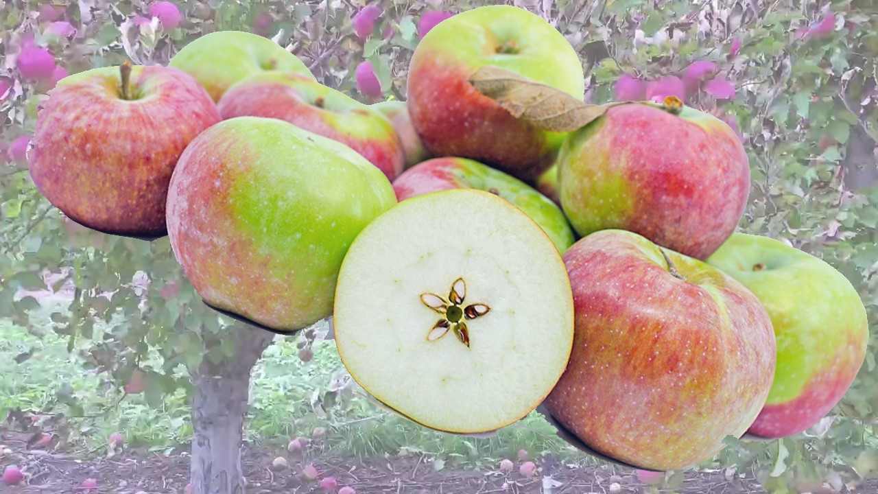 Macoun Apples (Яблоня Макун) Macoun Apples (Яблоня Макун)