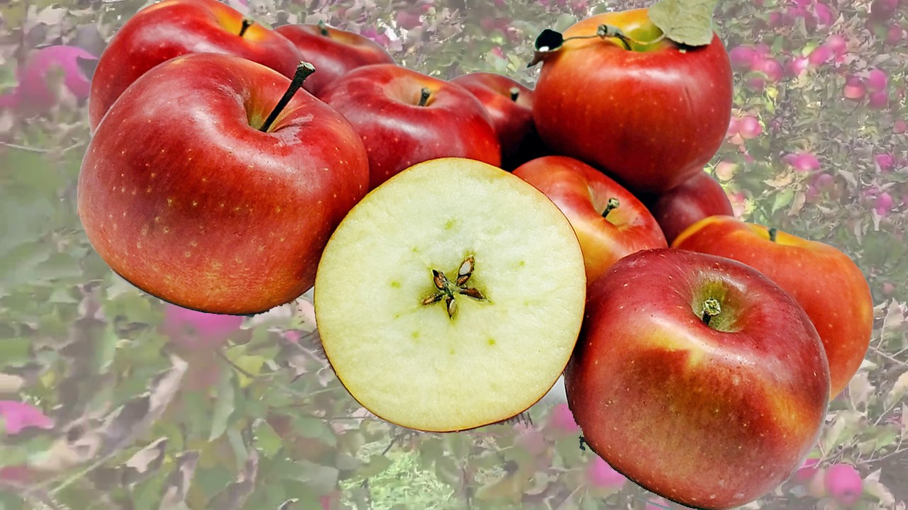 Maksat Apples (Яблоня Максат) Maksat Apples (Яблоня Максат)