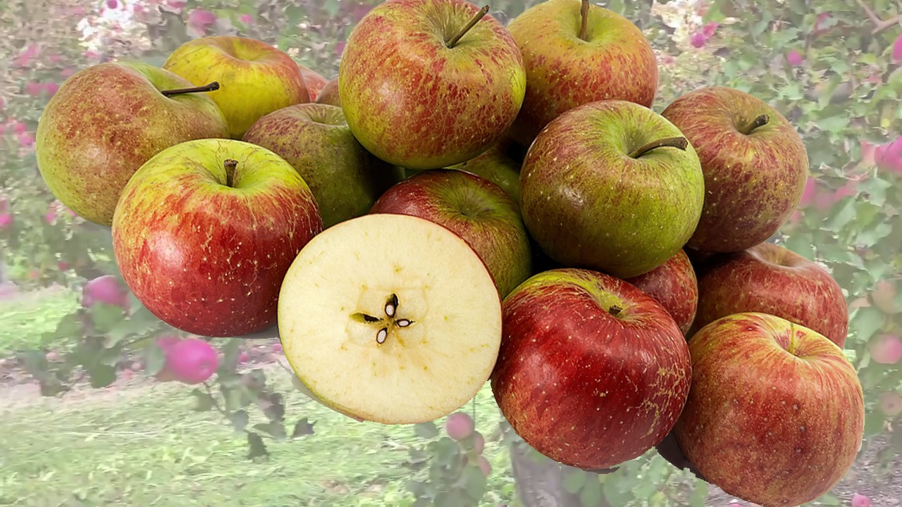 Malang Cherry Apple (Яблоня Маланг Черри) Malang Cherry Apple (Яблоня Маланг Черри)