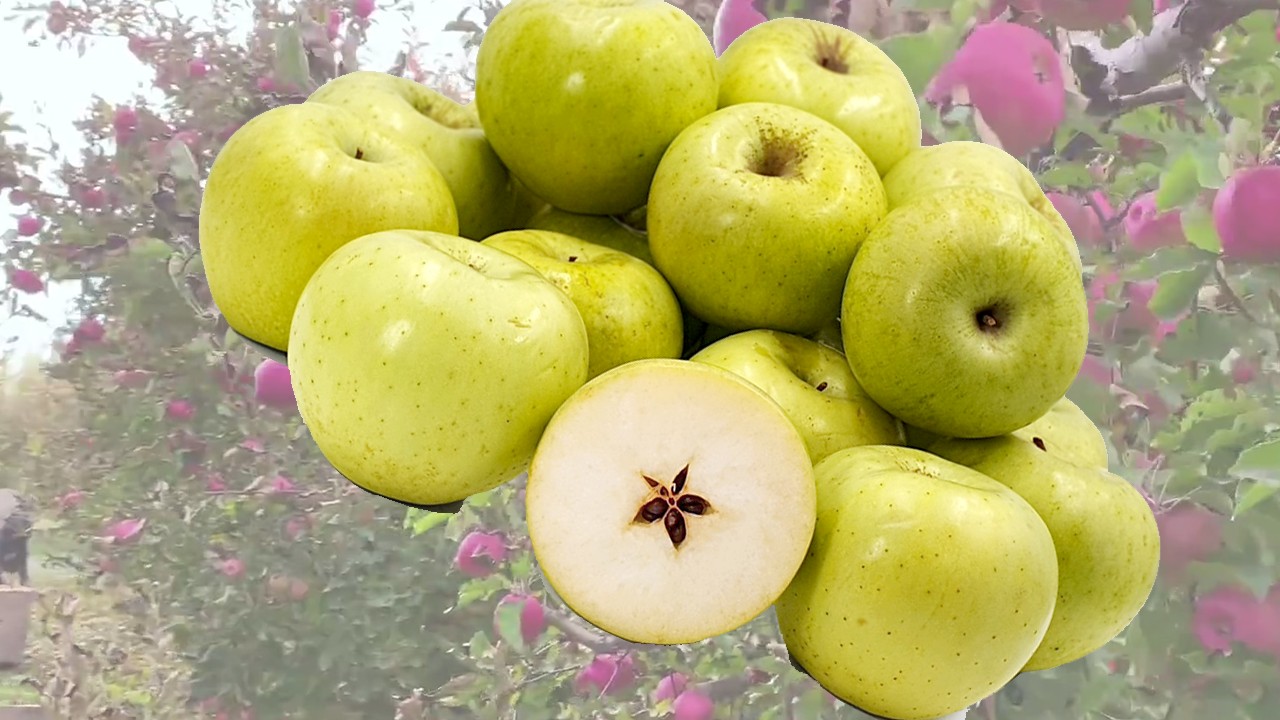 Green Malang Apples (Яблоня Грин Маланг) Green Malang Apples (Яблоня Грин Маланг)