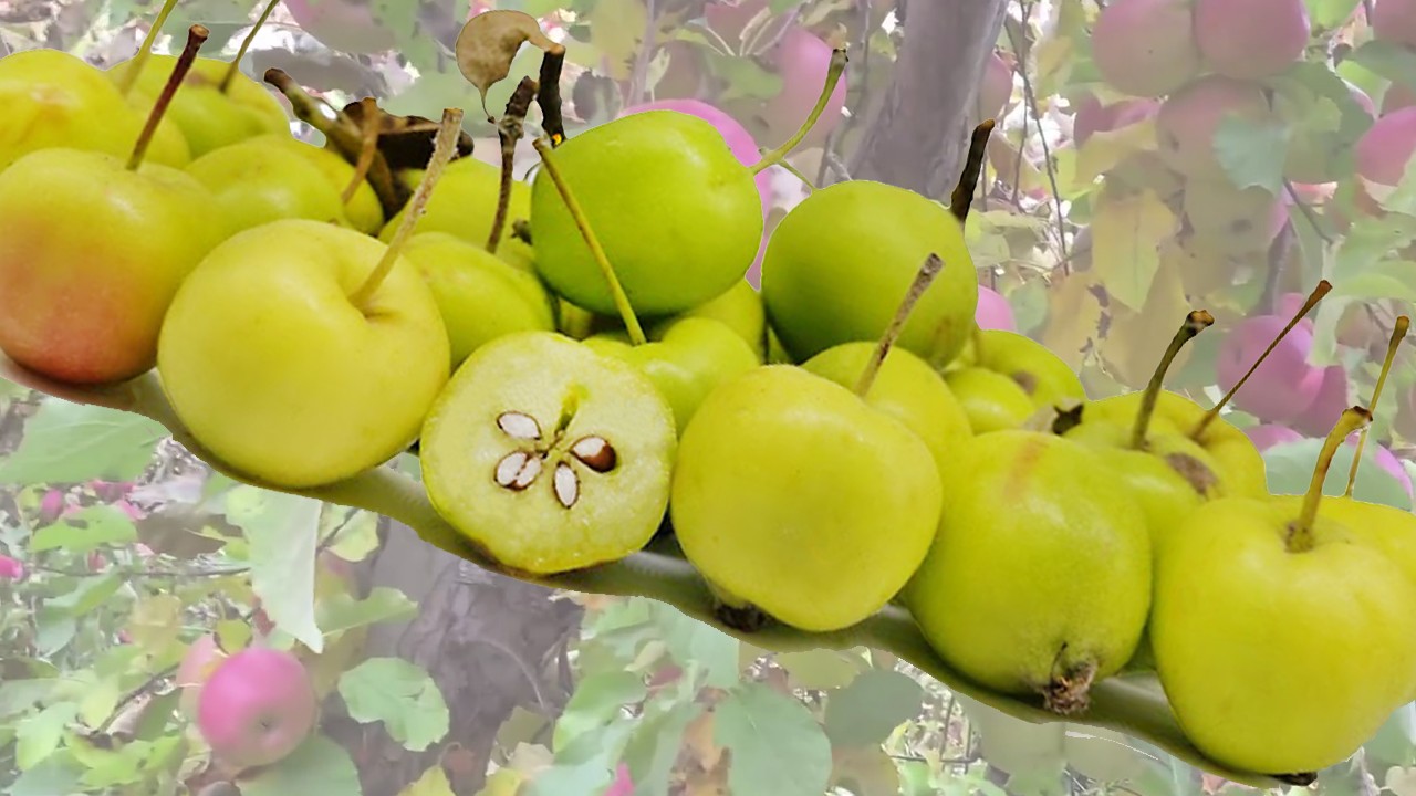 Malus Sieversii Apple (Яблоня Малус Сиверси) Malus Sieversii Apple (Яблоня Малус Сиверси)
