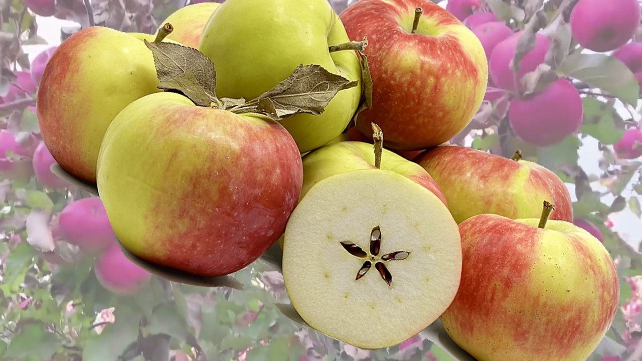 Mantet Apples (Яблоня Мантет) Mantet Apples (Яблоня Мантет)