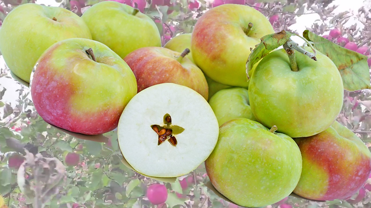 McIntosh Apples (Яблоня Макинтош) McIntosh Apples (Яблоня Макинтош)