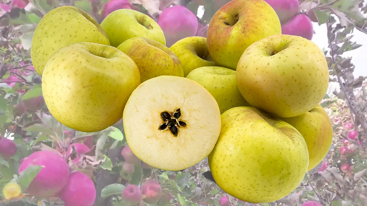Meigetsu Apples (Яблоня Мейгетсу) Meigetsu Apples (Яблоня Мейгетсу)