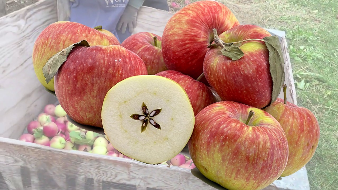 Melba Apples (Яблоня Мелба) Melba Apples (Яблоня Мелба)