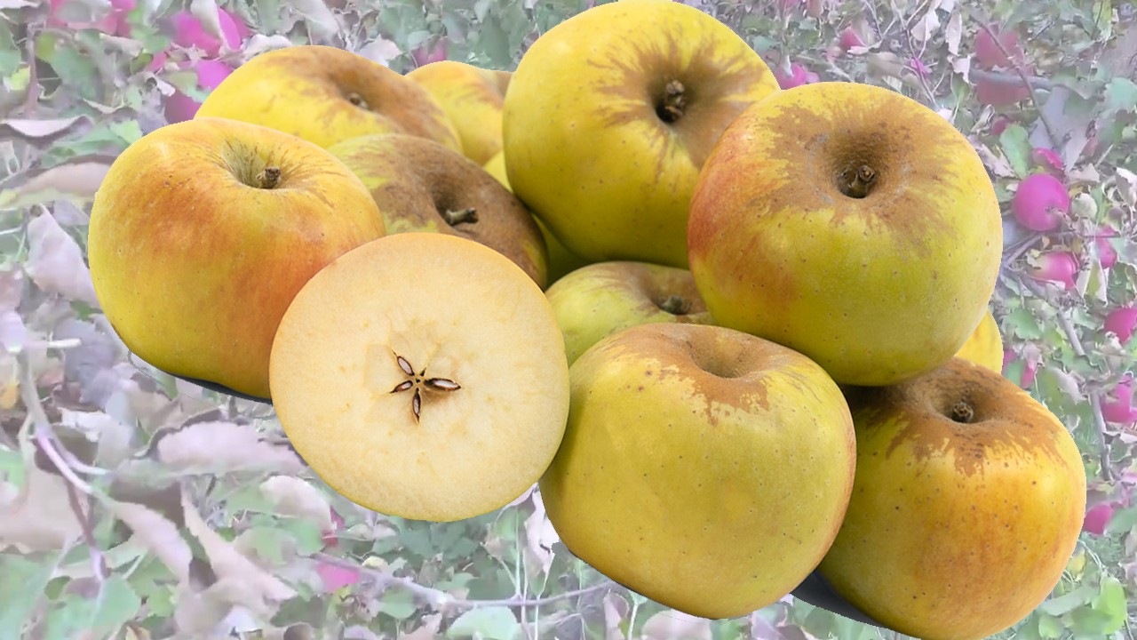 Melrose Apples (Яблоня Мелроуз) Melrose Apples (Яблоня Мелроуз)